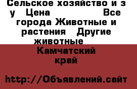 Сельское хозяйство и з/у › Цена ­ 2 500 000 - Все города Животные и растения » Другие животные   . Камчатский край